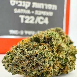 אם סי - MC סאטיבה T22C4 קנאבר CANNABAR אינדור פנופארם הזמנות קנאביס פרח 4